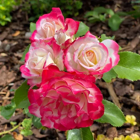 Speedys Gaestehaus Baar (Rhineland-Palatinate)