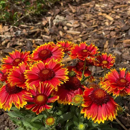 Апартаменты Speedys Gaestehaus