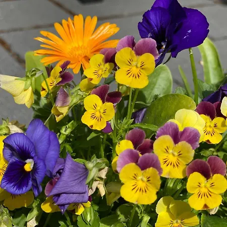 Speedys Gaestehaus * Baar (Rhineland-Palatinate)