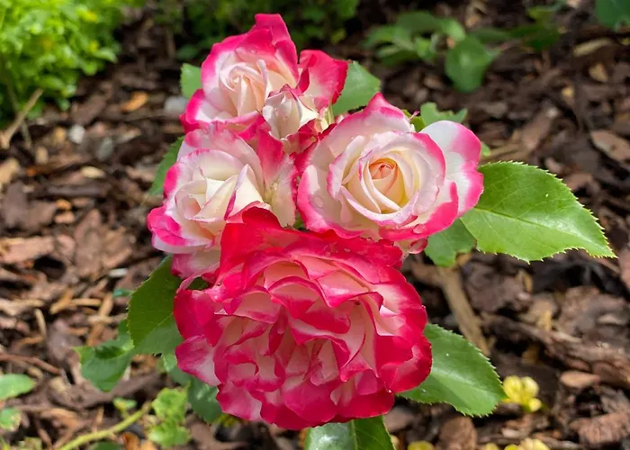 Speedys Gaestehaus Baar (Rhineland-Palatinate)