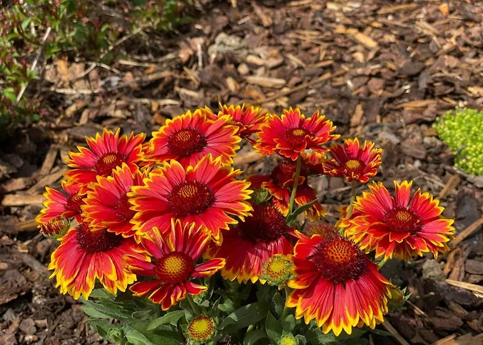 Apartament Speedys Gaestehaus