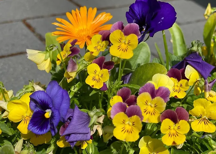 Speedys Gaestehaus * Baar (Rhineland-Palatinate)