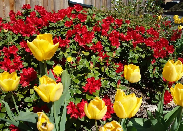 Apartament Speedys Gaestehaus Baar (Rhineland-Palatinate)